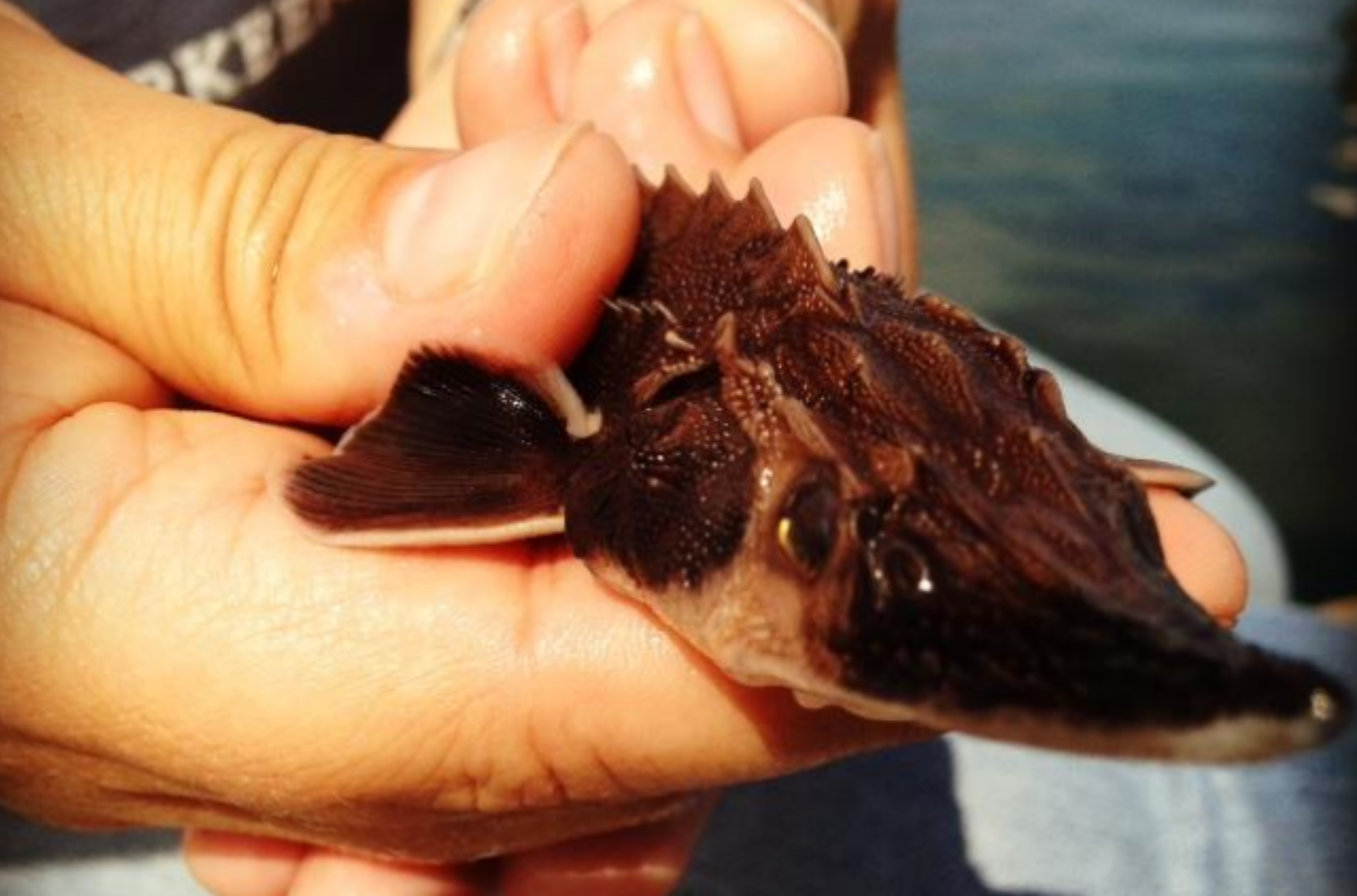 A young sturgeon nearly ready for release into the wild